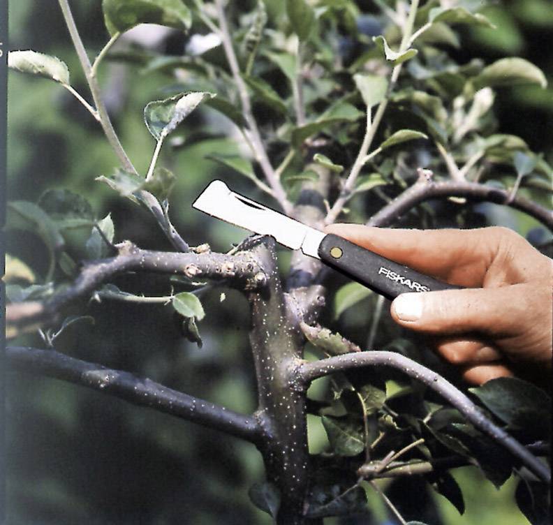 A hand is cutting branches of a tree with a penknife.