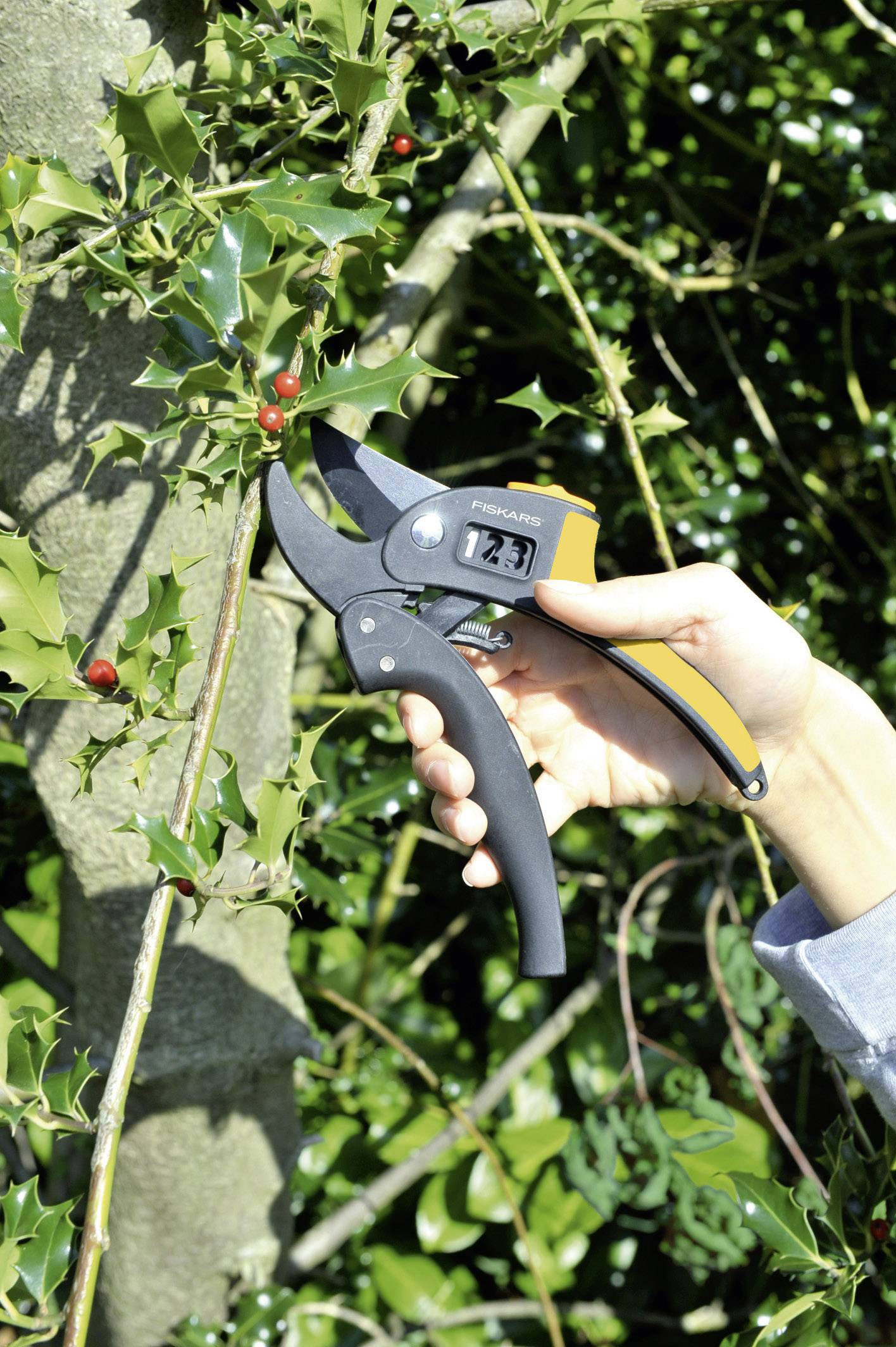 A hand uses secateurs to cut a branch from a tree with thorny leaves and red berries.