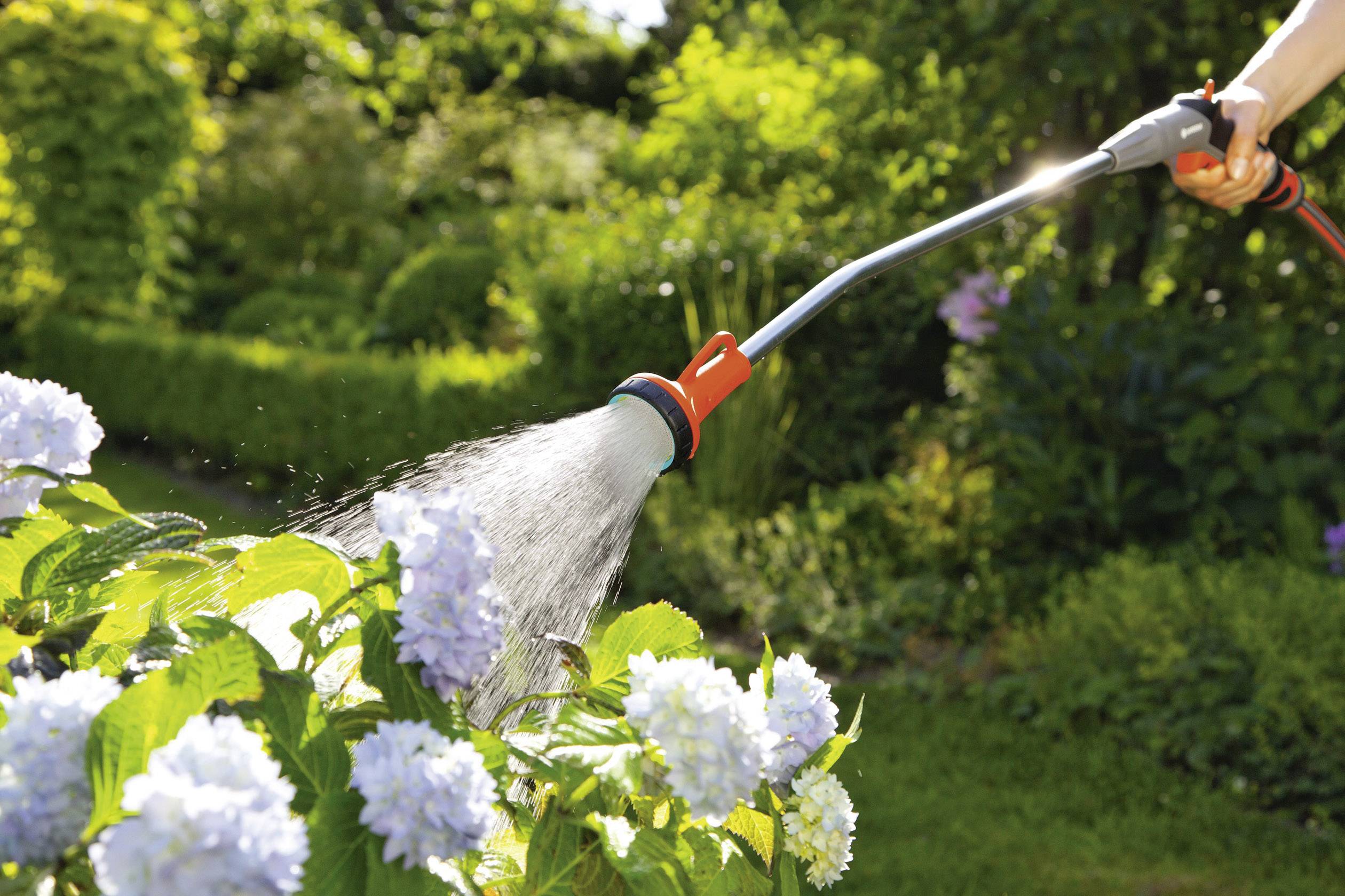 A hand is watering a hydrangea in the garden with a hosepipe. The flowers are white and it is sunny weather.