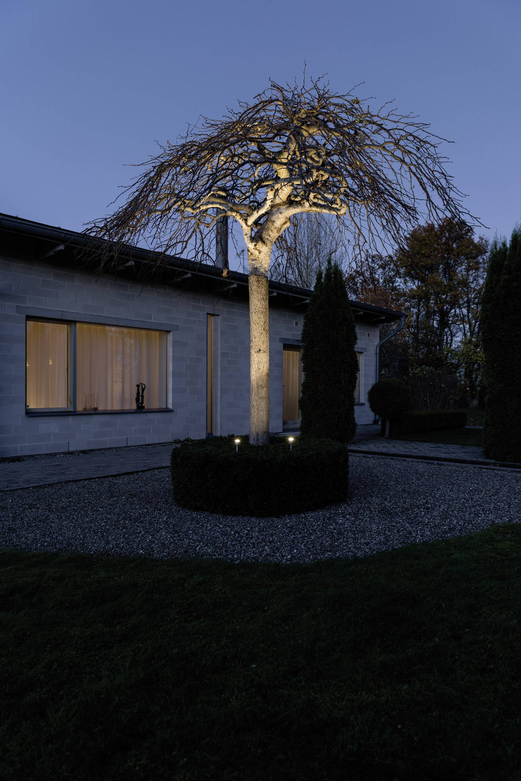 A bare tree stands in the courtyard in front of a modern house, illuminated at dusk. Windows and hedges in the background.