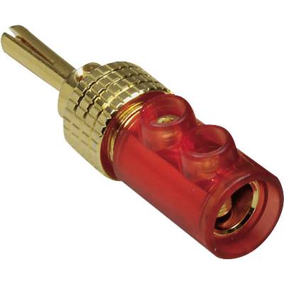 A gold-plated banana plug with a red plastic casing, used for securely connecting audio cables to speakers.