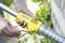 A person is holding a yellow gardening tool with a metal handle and ventilation slots. The tool has a 'Gloria' print on it.