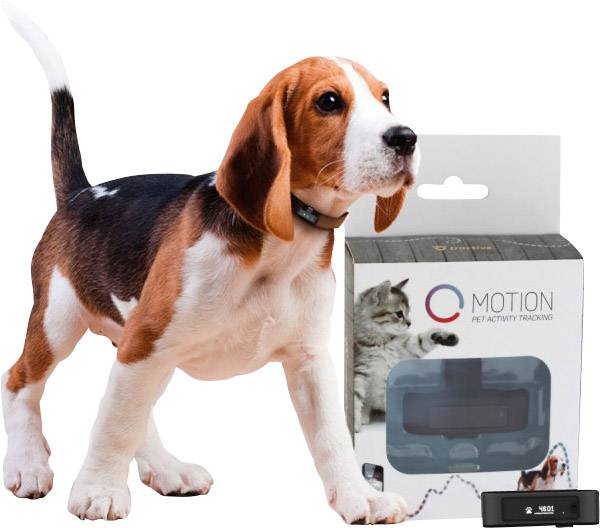 pet fitness tracker
