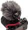 Compact camera with large microphone; suitable for high-quality audio recordings for video or photography projects.