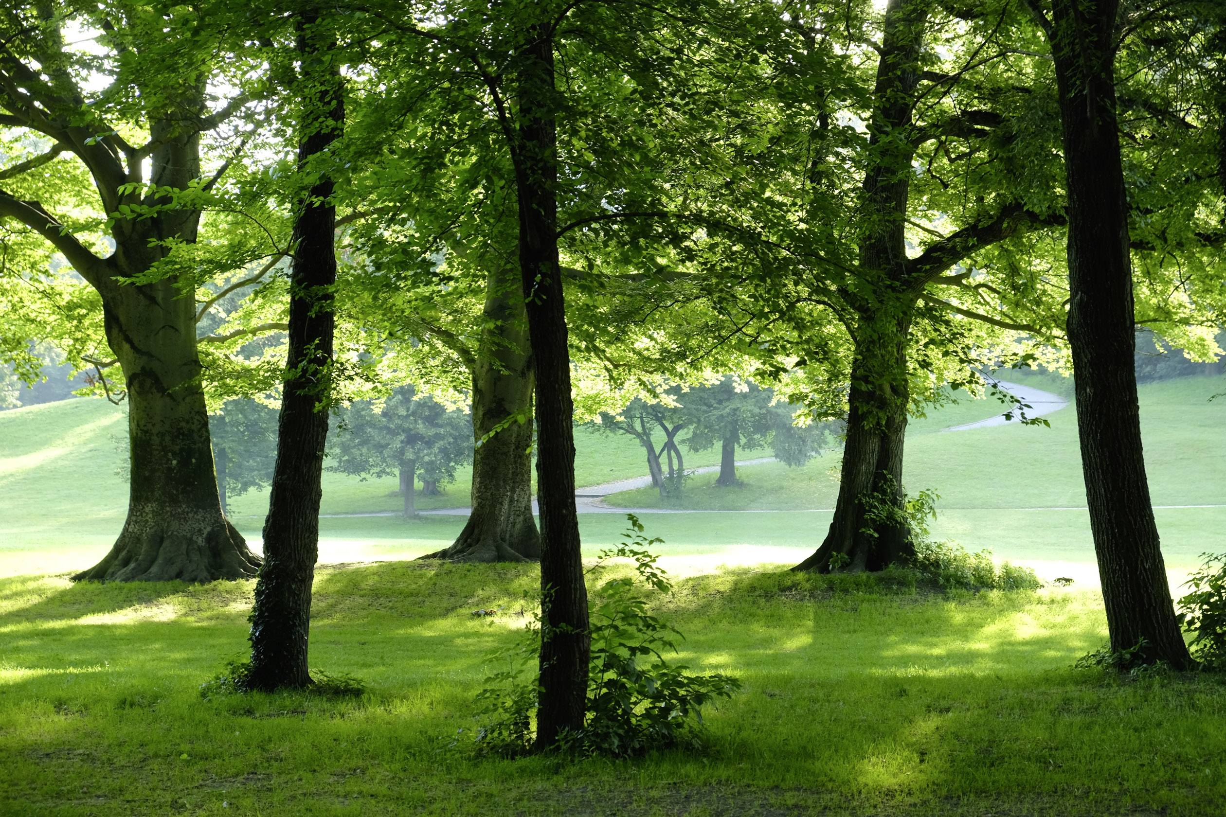 Several large trees stand in a sunny park with green lawns. In the background, more trees and a small path can be seen.