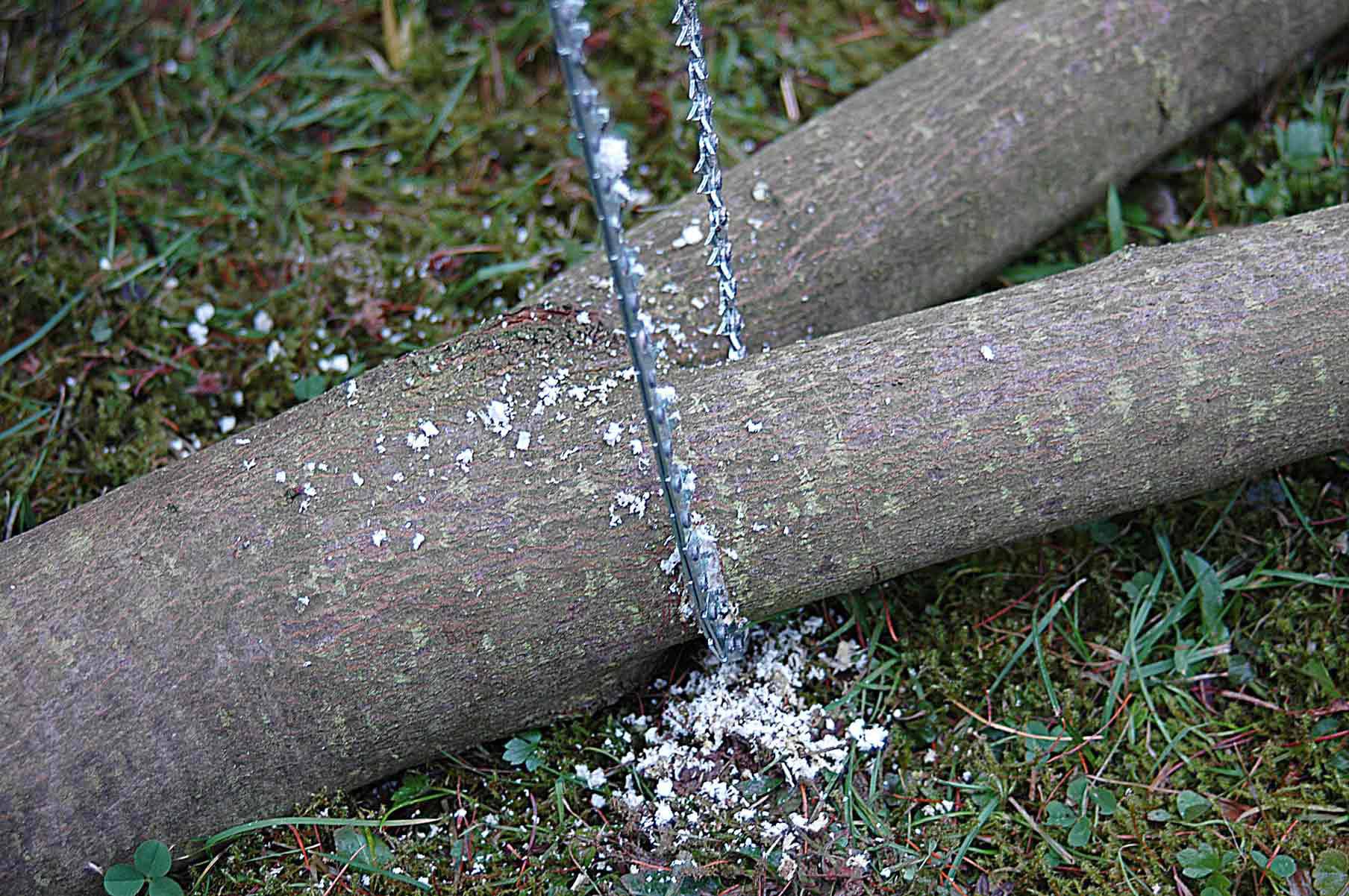 Two tree trunks lie on mossy ground; a metal cable is wound around one trunk and is sawing it through.