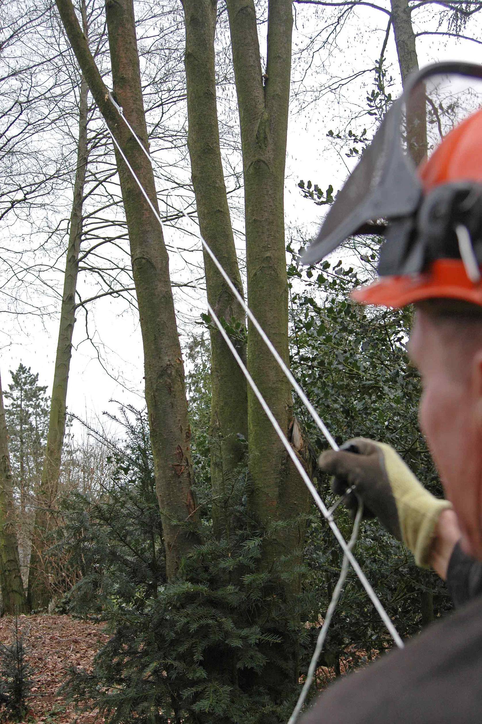 A person wearing an orange helmet is pulling on a rope attached to a tree. Trees and shrubs are visible in the background.