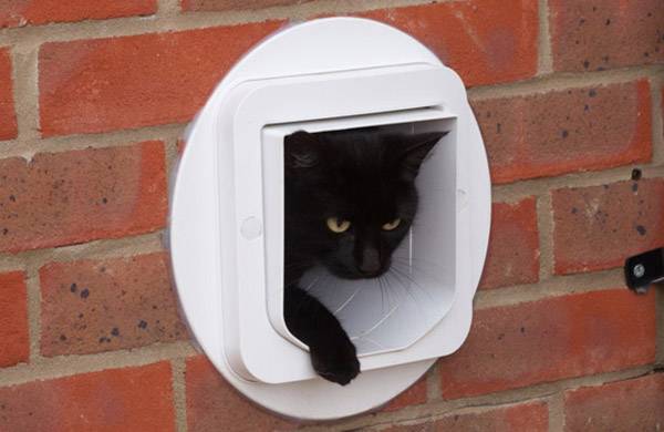 A black cat is peering out of a cat flap in a red brick wall, with one front paw stretched outside.