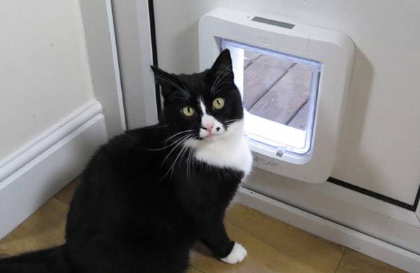 pet sure cat flap