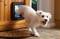 A white dog happily goes through a dog flap in a wooden door. The dog looks at the camera and has curly fur.
