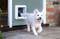 A white dog goes through a dog flap in a door to the outside. The dog looks happy and has its mouth slightly open.