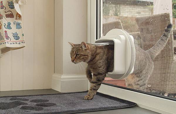 A tabby cat is going through a cat flap in a glass door to the outside.