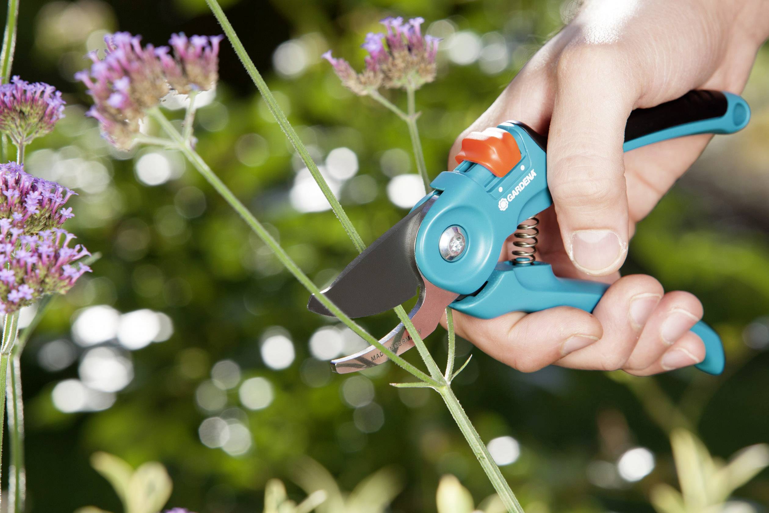 A hand holds a pair of secateurs and cuts a thin green stem of a purple flower in the garden.