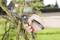 A hand is pruning a branch from a tree with garden secateurs. A meadow is blurrily visible in the background.
