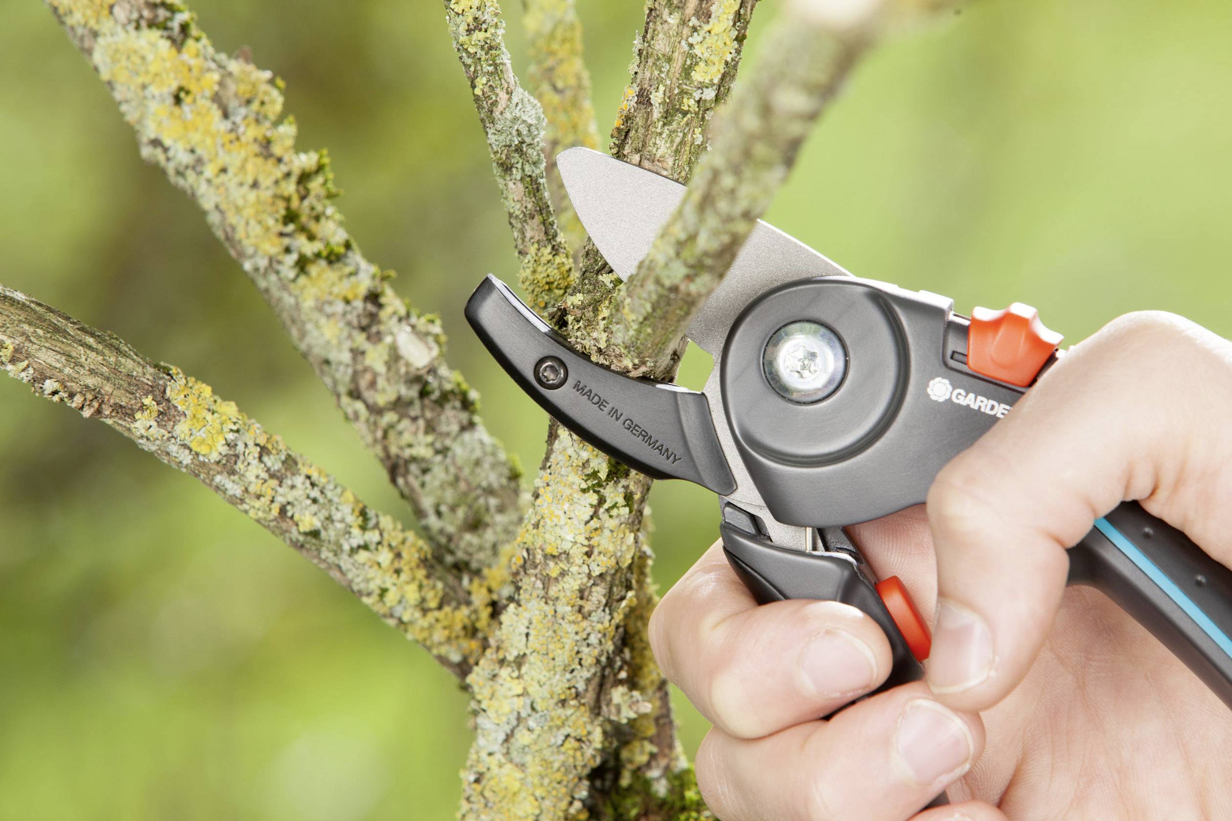A person is cutting a branch with garden shears. The branch is covered in yellow moss. The hand is gripping the shears firmly.