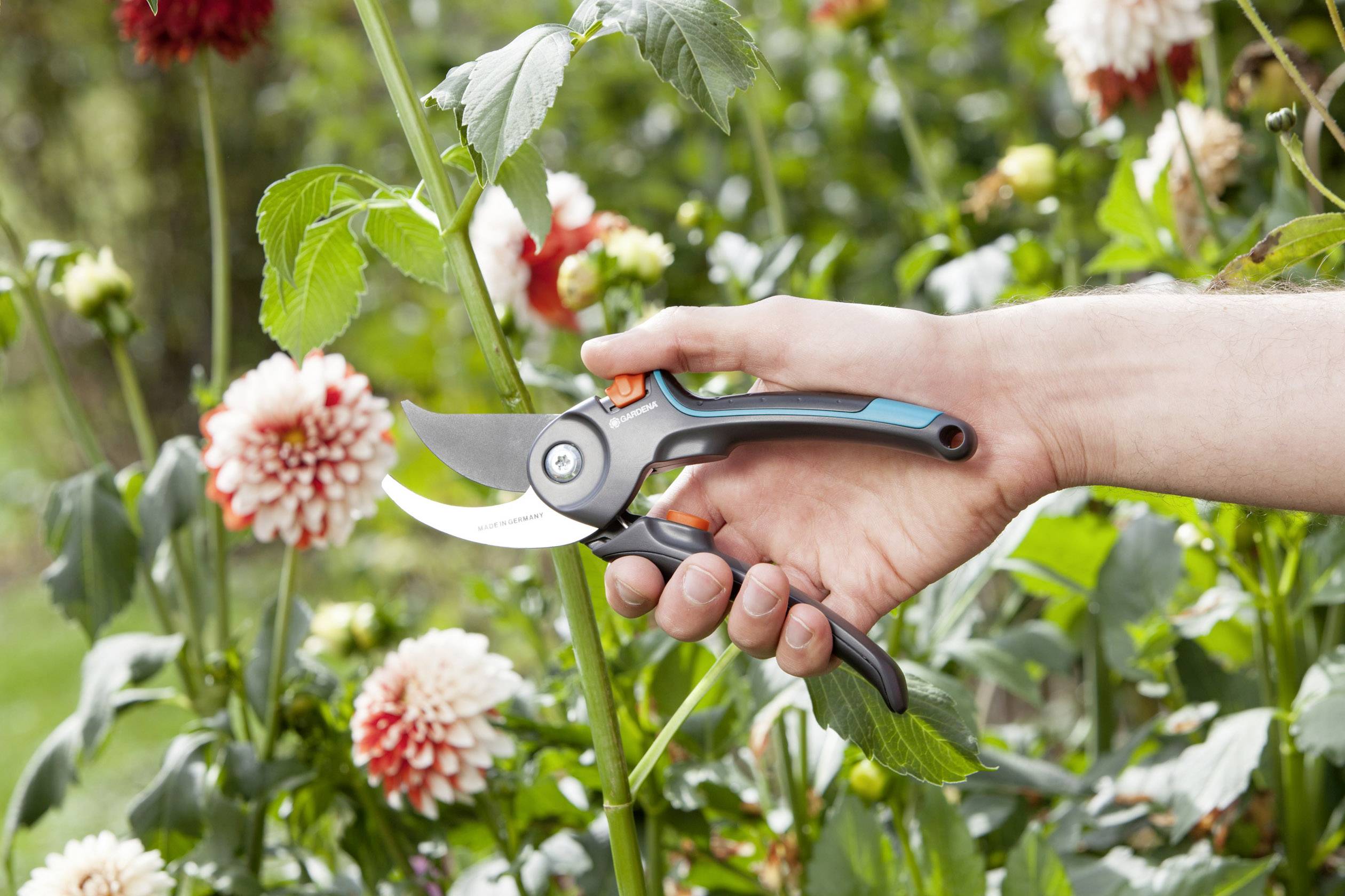 A hand is holding a pair of garden secateurs. Red and white flowers are in the background of a garden.