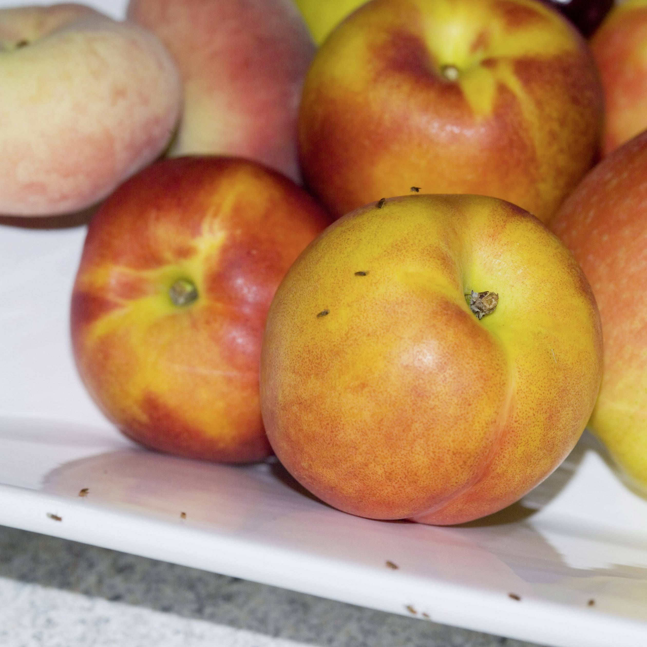 Peaches and nectarines lie on a plate, surrounded by small fruit flies.