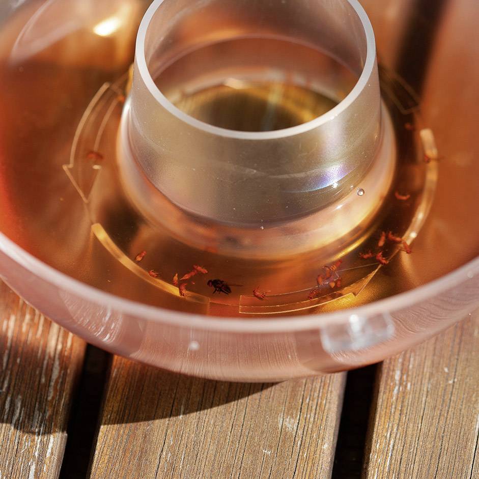 A plastic bowl with a smooth, transparent wall, filled with an orange liquid, standing on a wooden table. Insects are floating inside it.