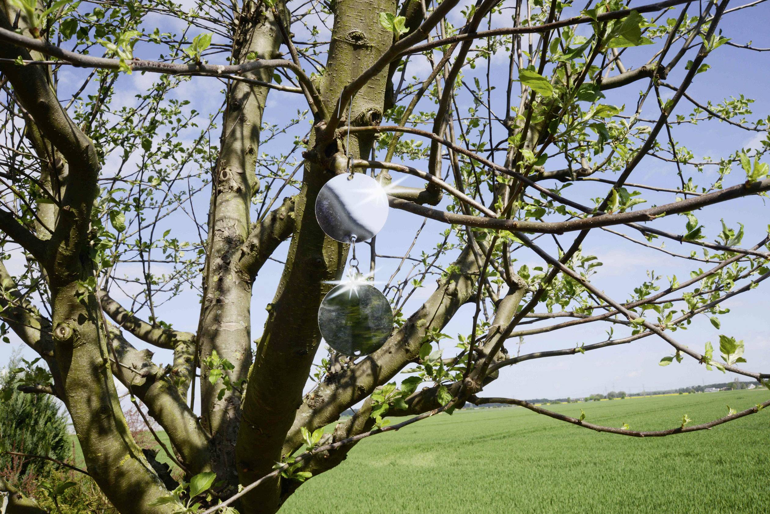 A tree with fresh leaves and two round, reflective objects hanging from a branch. In the background, a green field beneath a blue sky.