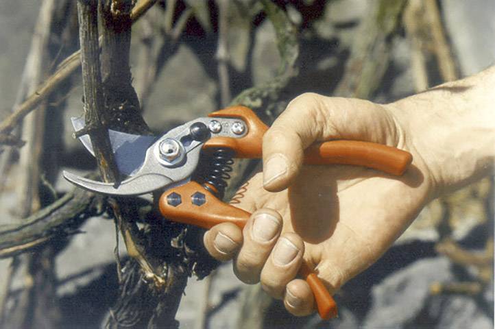 A hand is holding a red garden secateurs and cutting a branch.