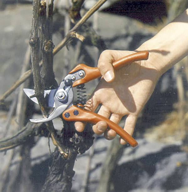 A hand is holding a pair of garden shears, positioned to cut a branch of a tree.