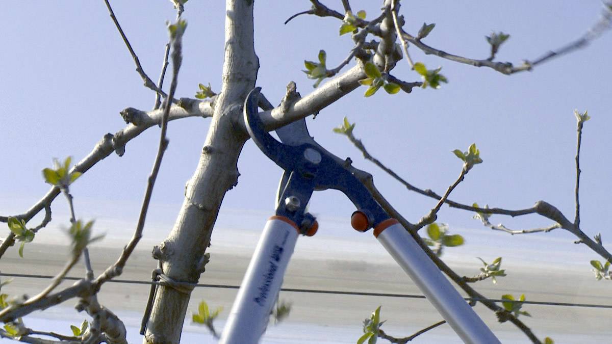 A pair of secateurs cuts a branch on a tree with young leaves under a clear sky.