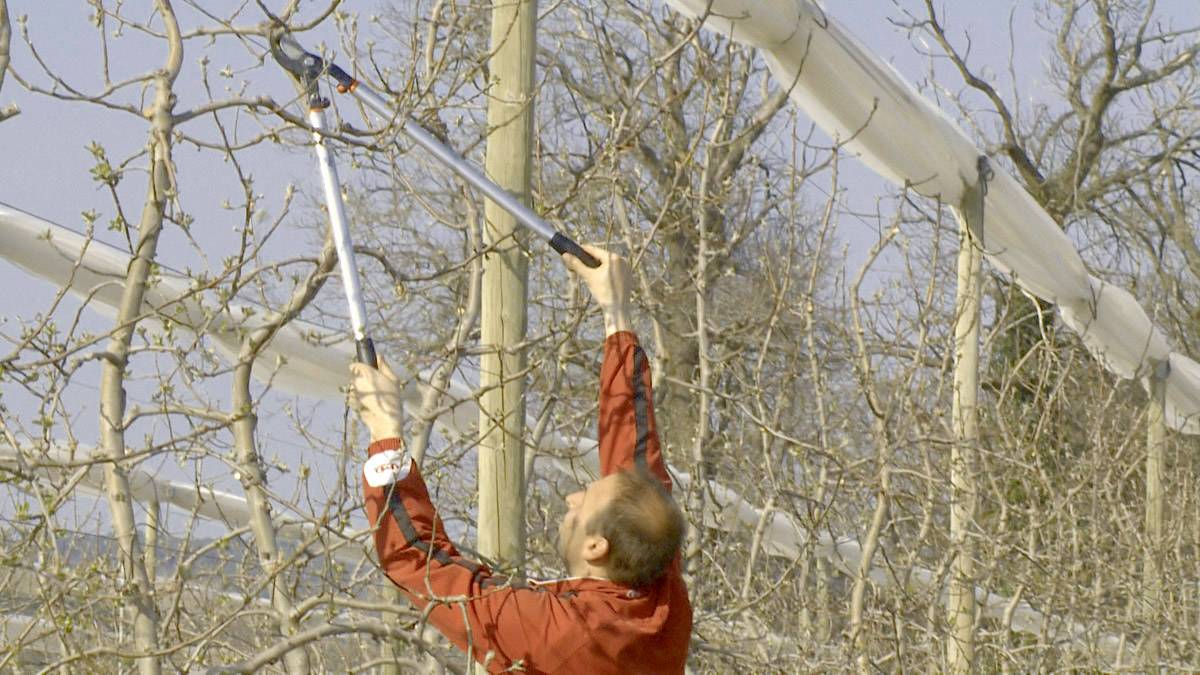 A person is pruning branches with secateurs on a tree in an orchard. The background shows a cloudy sky and trees.