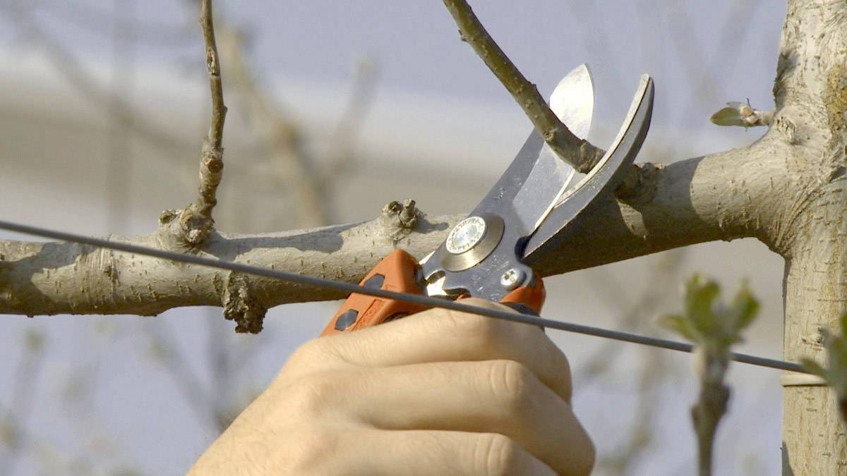 A hand uses pruning shears to cut a branch. The main focus is on the cutting process and the tool being used.