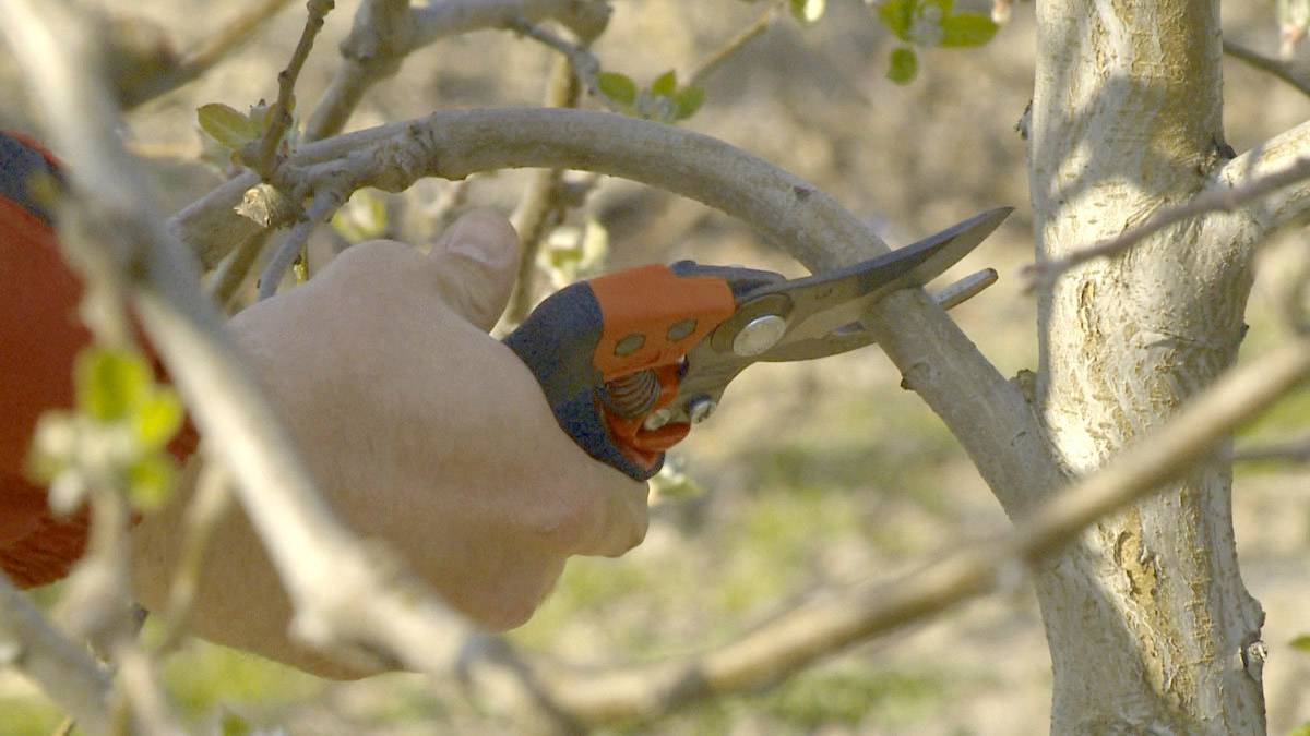 A person is cutting a branch from a tree using an orange and grey garden secateurs. Green foliage is blurred in the background.
