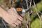 A hand cuts a vine with an orange garden secateurs. The background vegetation is out of focus, drawing attention to the secateurs.