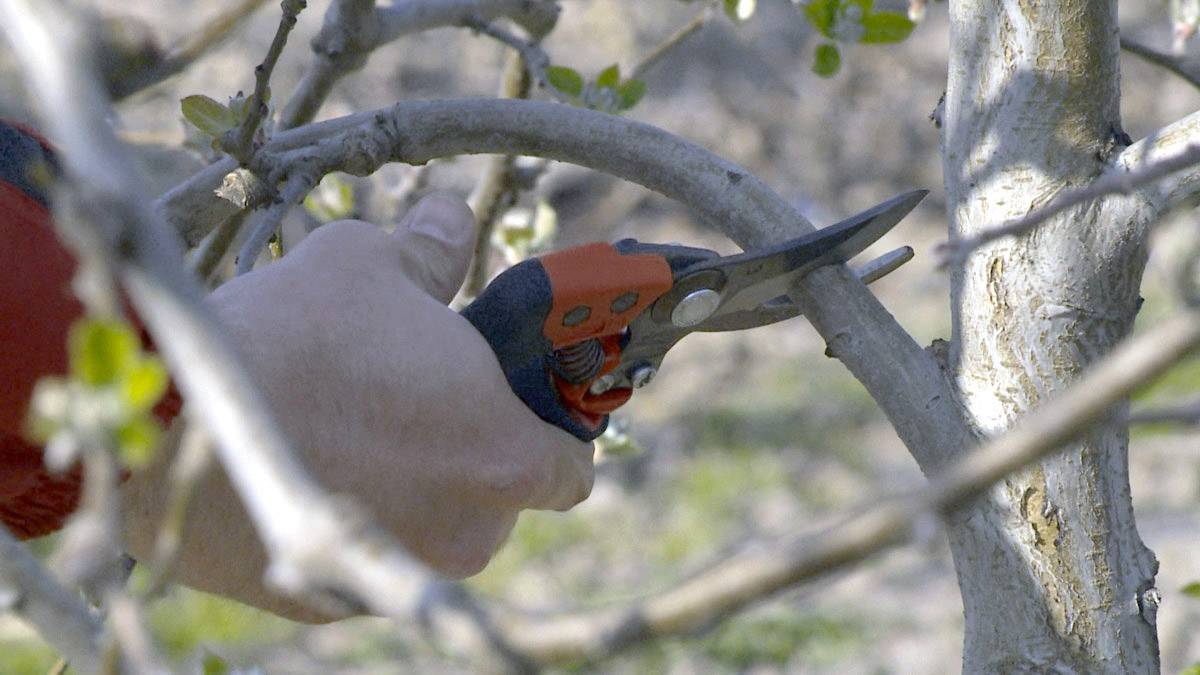 A hand is holding garden shears and cutting a branch on a tree. Fresh leaves are visible in the background.