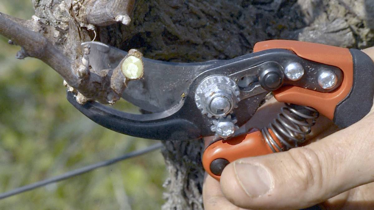 A hand is pruning a small branch from a tree with a red garden secateurs. The secateurs are positioned close to the branch base.