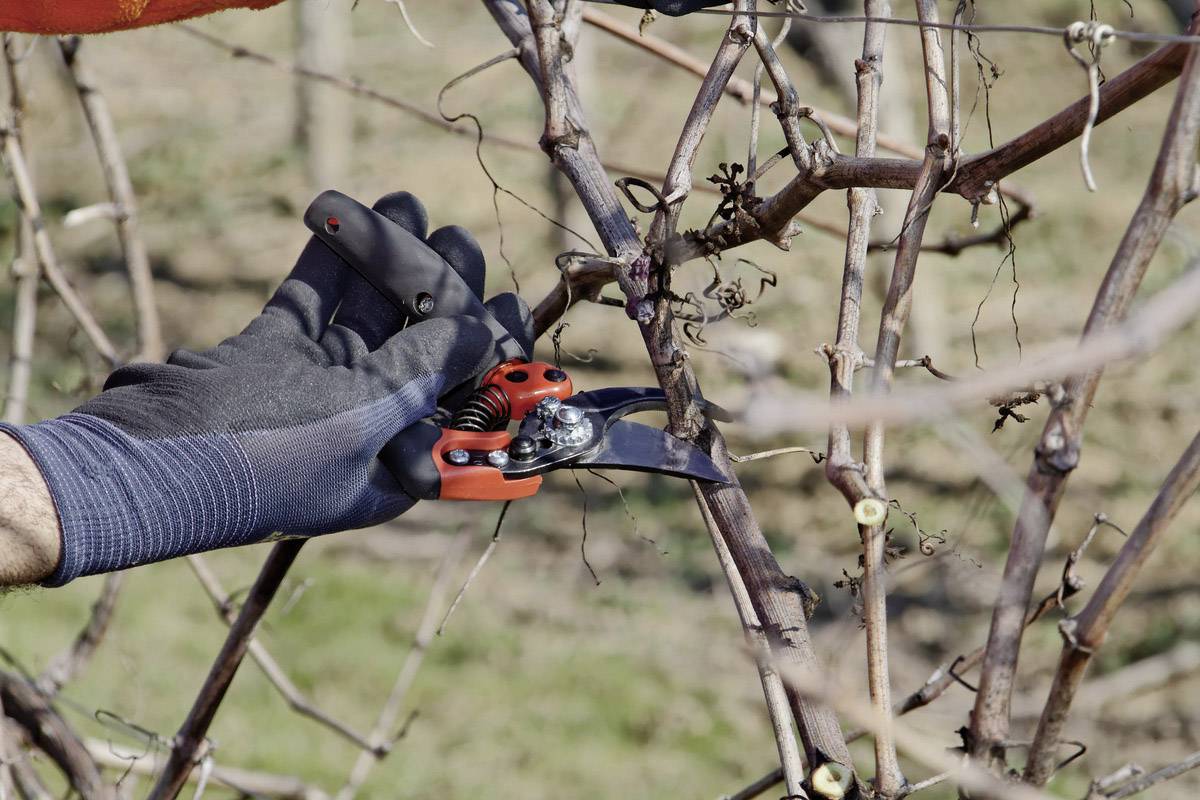 A hand wearing a glove is holding a red garden secateurs and cutting a grapevine in a vineyard.