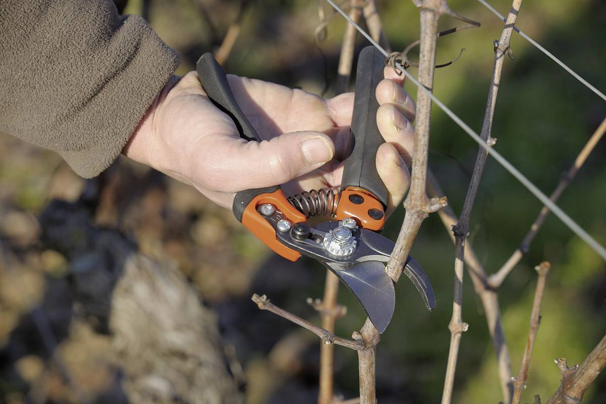 A person is cutting branches from a plant using an orange and black garden secateurs.