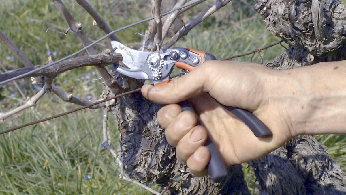 'Close-up of a hand pruning a grapevine with secateurs. Blurred green foliage of plants in the background.'