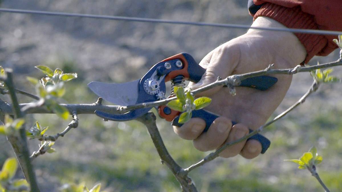 A person is cutting a branch with a pair of garden shears. A garden is blurrily visible in the background.