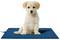 A small, white puppy sits on a blue mat and looks directly forwards. The background is completely white.
