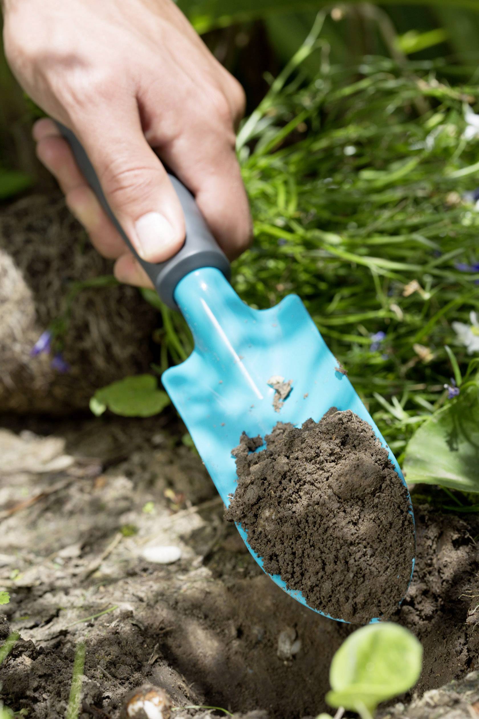 'Hand holding a small trowel with soil while digging in a garden bed. Plants can be seen in the background.'