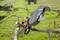 A pair of pruning shears precisely cuts a branch over a green lawn. It symbolises gardening and tree maintenance.