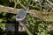 Pruning shears cut a thick branch in a tree. The blade is open and gripping the branch, while the sun shines through the leaves.