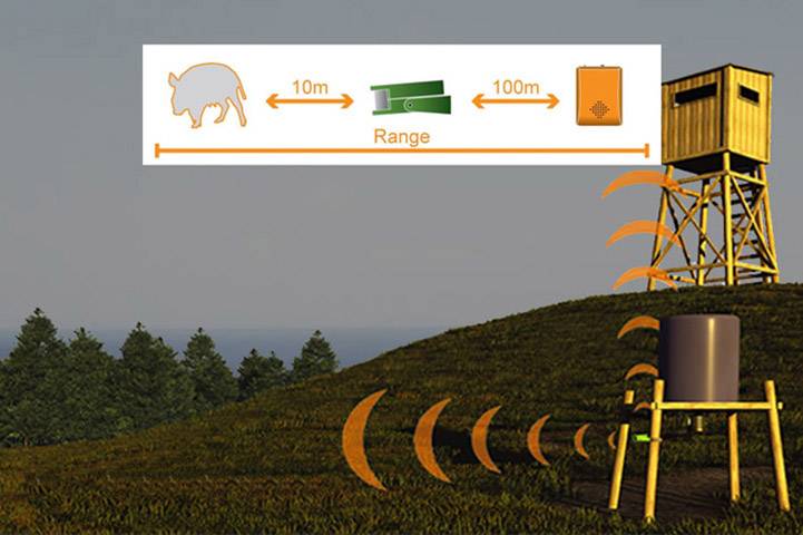 An illustration shows how a wild boar with a range of 10 m activates a radio transmitter that sends signals up to 100 m.