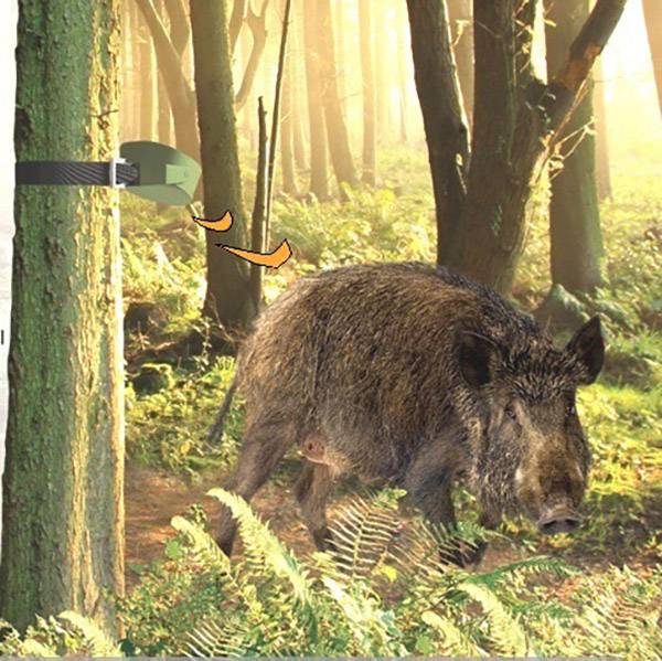 In a forest, a wild boar is walking across the forest floor. A band is attached to a tree, suggesting potential research or monitoring.