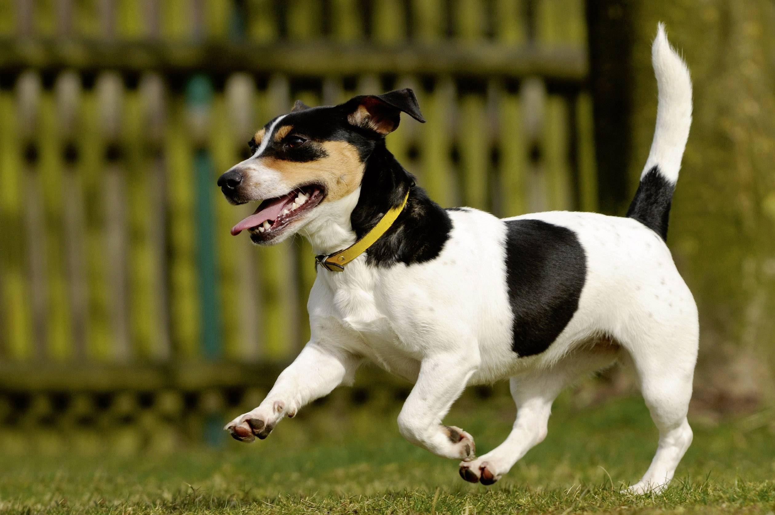 Gardigo Water PIR Pest repellent Working principle Water jet Operating range 60 m² 1 pc(s)-8