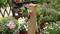 Garden hose connected to a wooden post, surrounded by flowering plants and garden flowers. Ideal for garden irrigation.