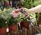 A hand holds a garden spray pointed at flowering plants in pots. Various flowers are visible in the background.