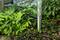 A silver double socket outlet sits nestled amongst dense, green leaves and plants in the garden.