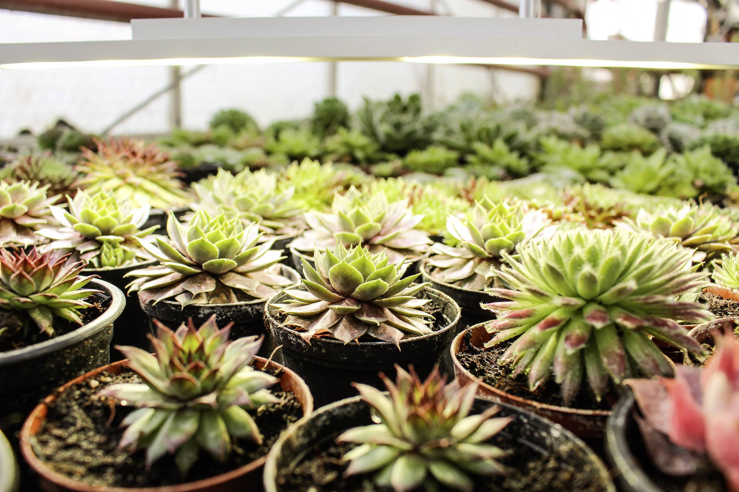 Several pots with different succulent varieties in a greenhouse. Plants are closely arranged, with natural light.