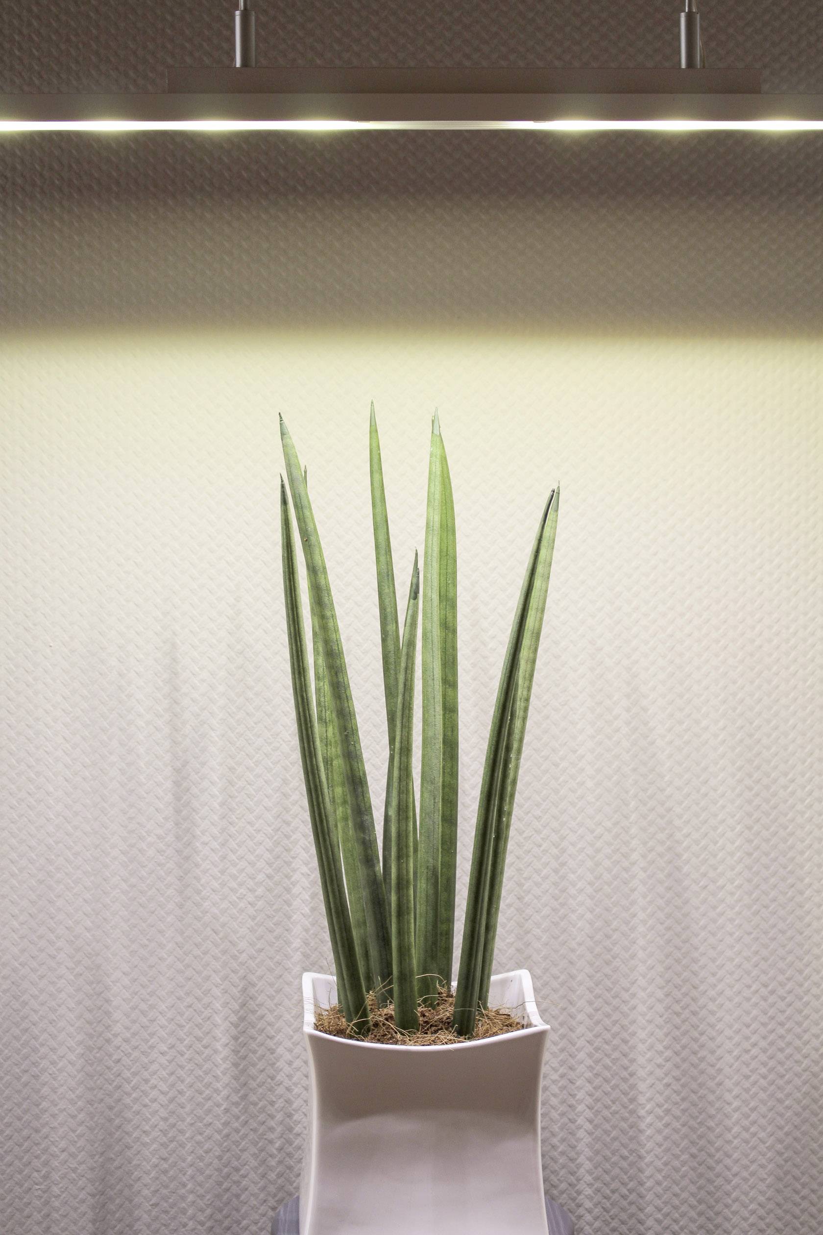 A green plant with long, narrow leaves grows in a white pot, illuminated by a lamp in a minimalist room.