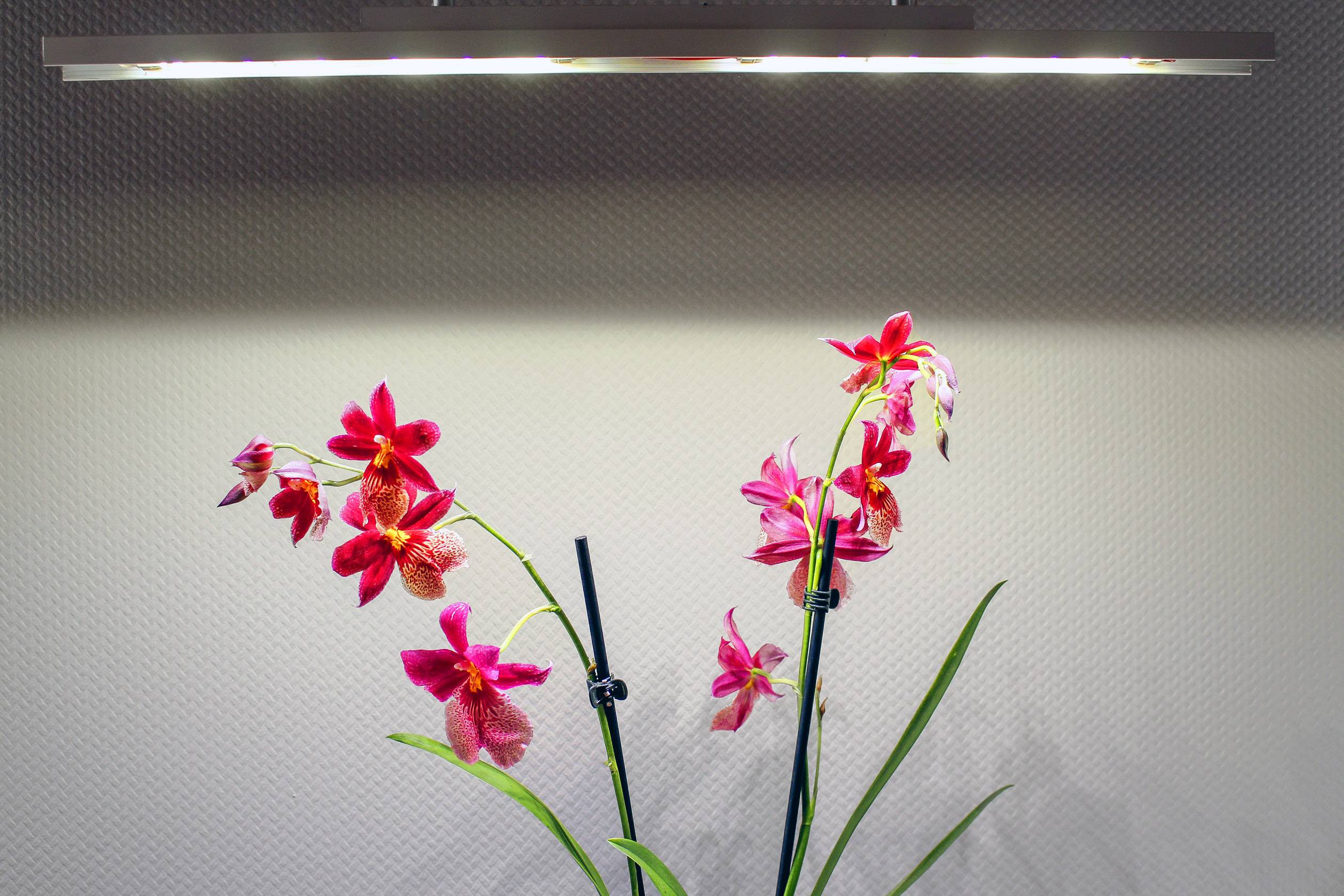 A pink-flowered orchid stands beneath a hanging lamp. The flowers are brightly illuminated and stand out against the grey background.