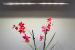 LED-strips with daylight-LEDs